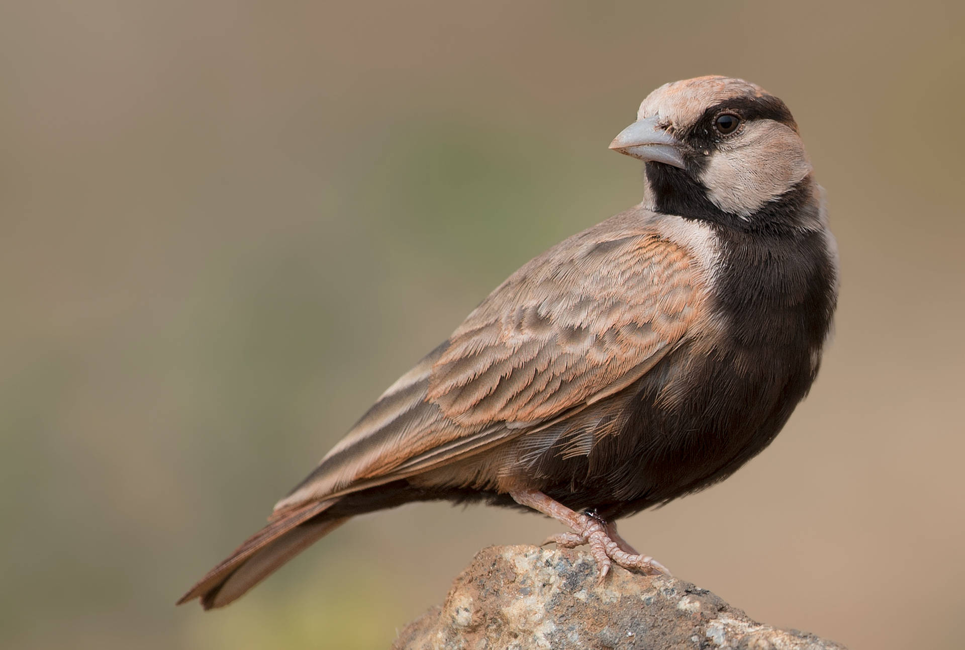 Birds Nature Wallpaper
