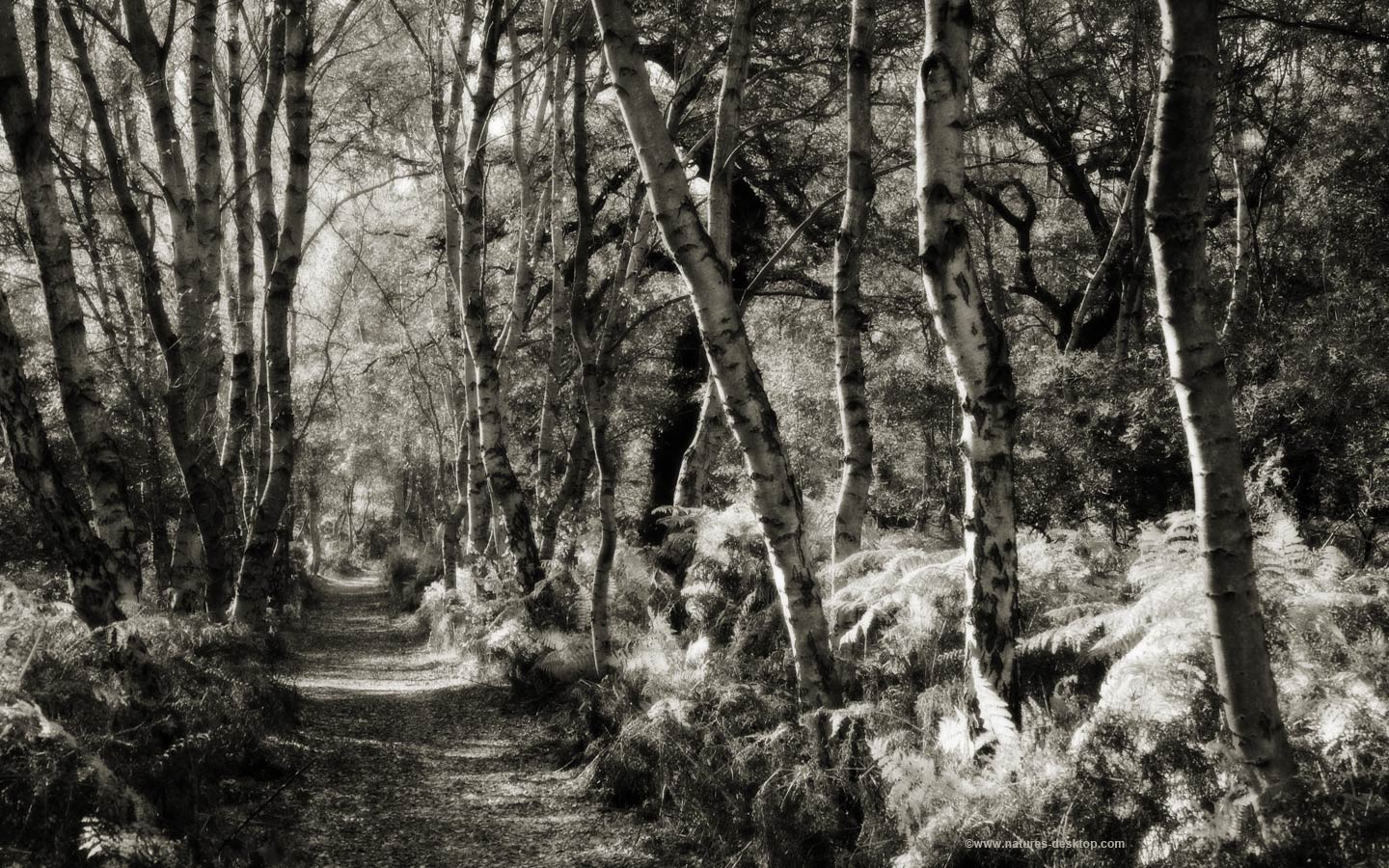 Desktop Wallpaper Picture Of A Woodland Path Lined With Silver Birch
