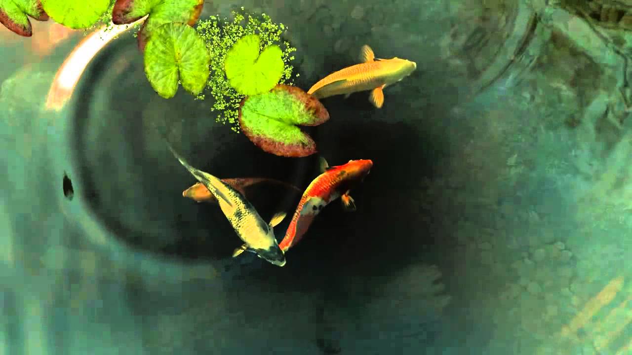 Koi Fish Live Wallpaper (Wallpapers & Backgrounds) APK Download 2023 - Free  - 9Apps