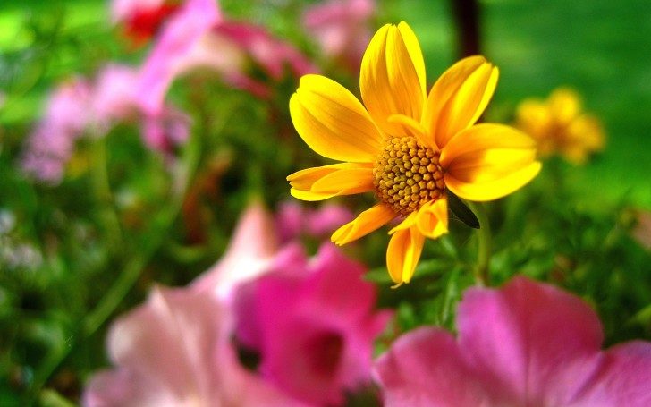 Yellow Flowers HD Pictures Wallpaper Size Amazingpict