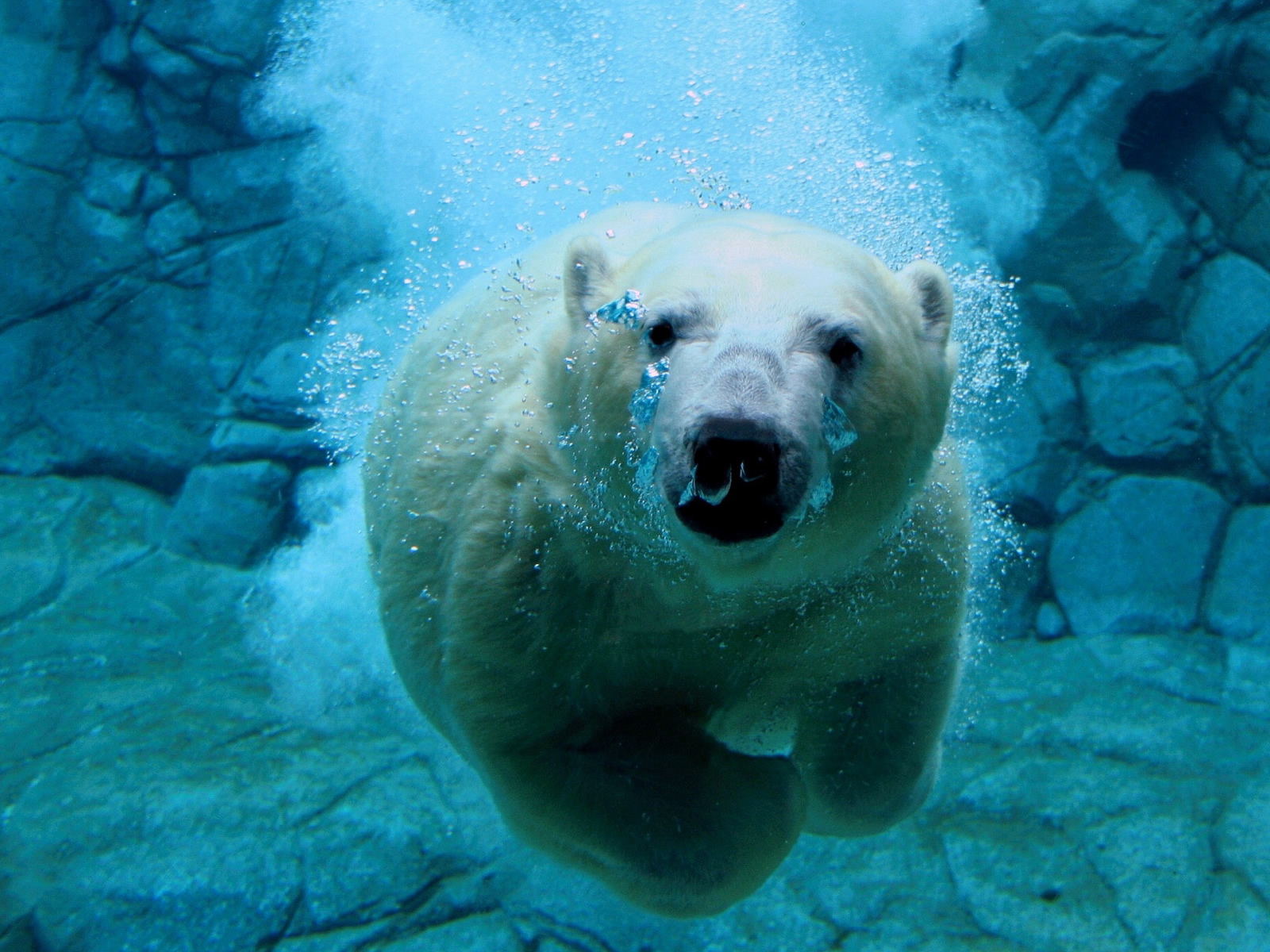 Polar Bear Fun Animals Wiki Videos Pictures Stories