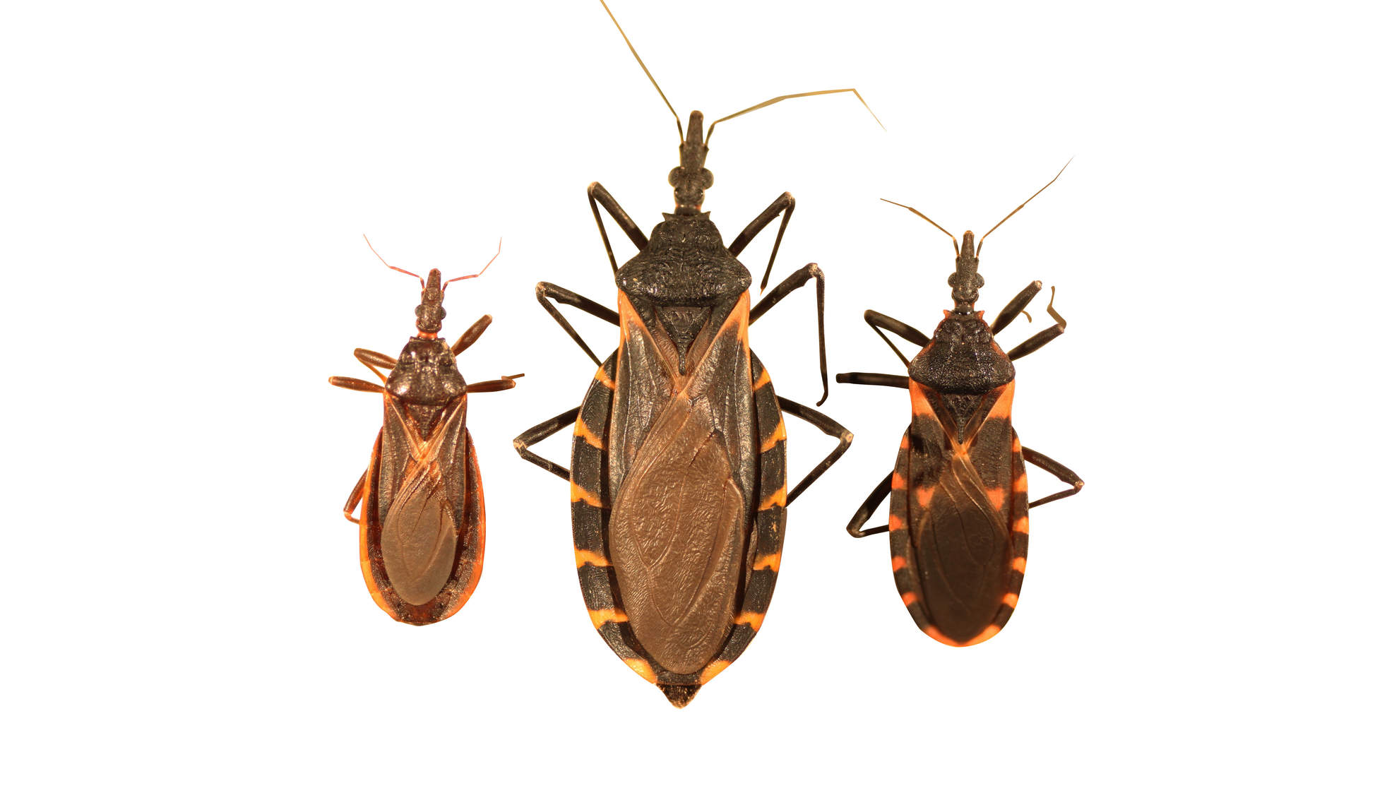 Chagas Disease Symptoms and Treatment   Health