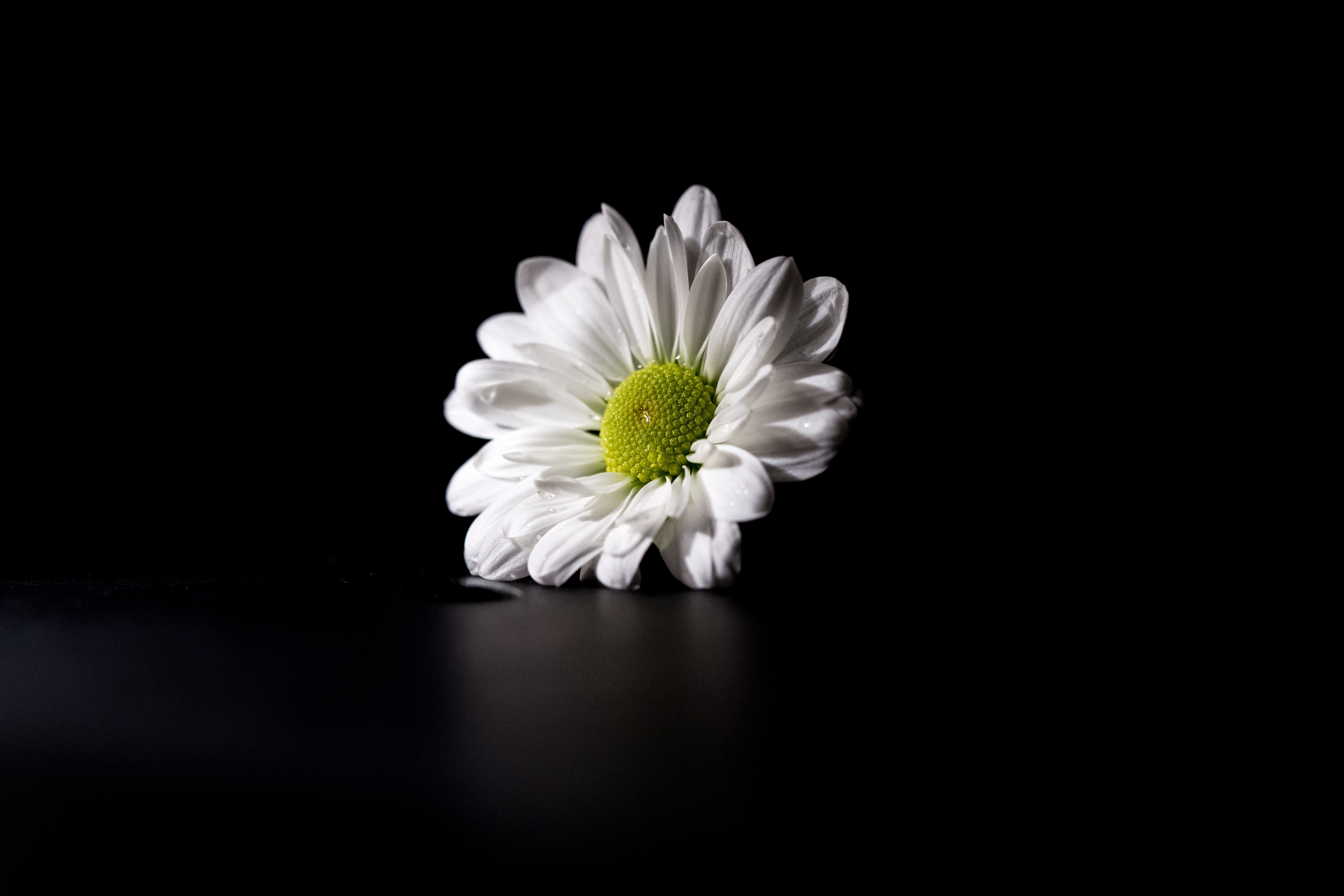 Details Dark Flower Background Wallpaper