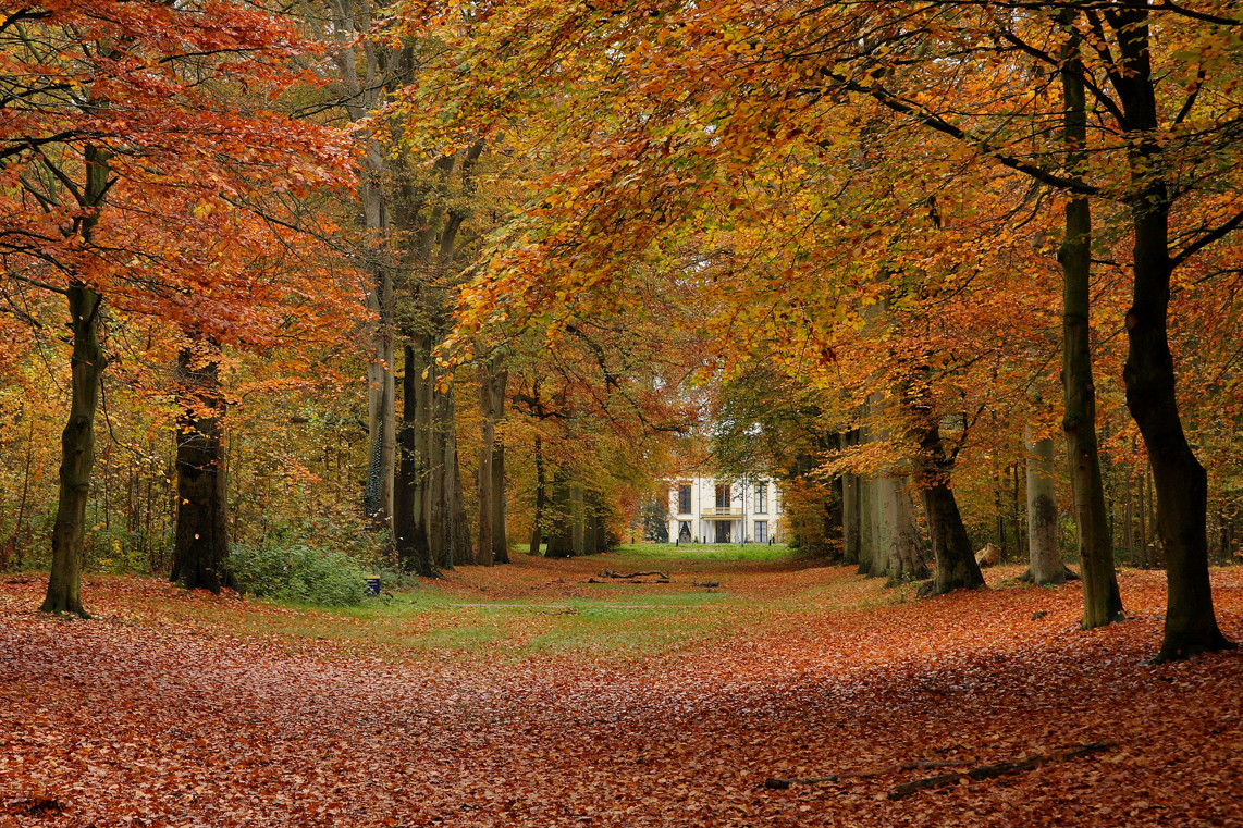 Autumn Forest Photos Wallpaper Desktop Background