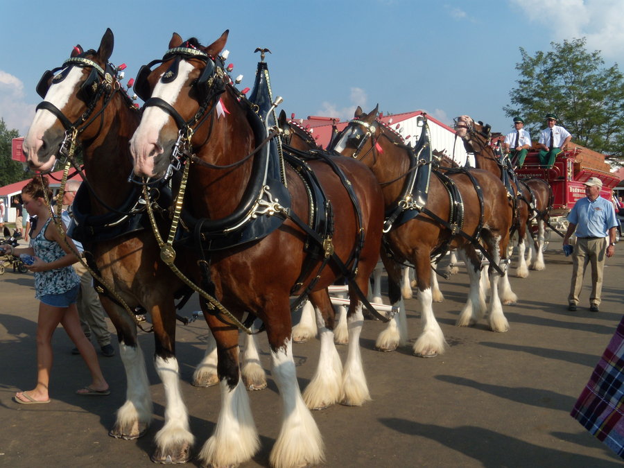 Budweiser Clydesdales By Hiddendemon