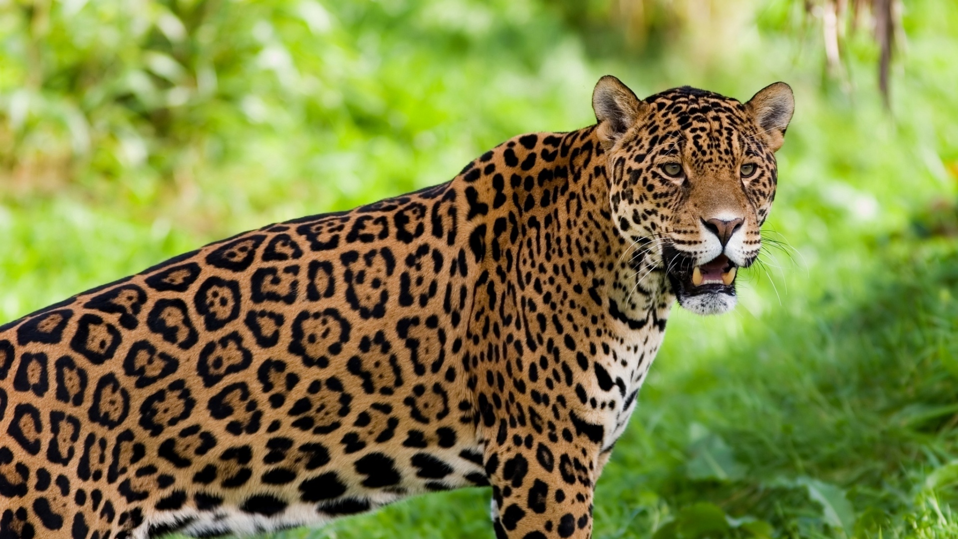 Wallpaper Jaguar Wild Cat Predator