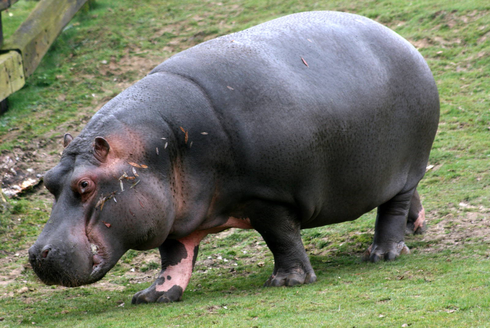 Hippos 4K wallpapers for your desktop or mobile screen free and easy to  download