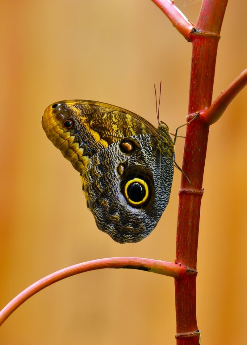 Beautiful Butterfly Wallpaper To Flatter Your Screen