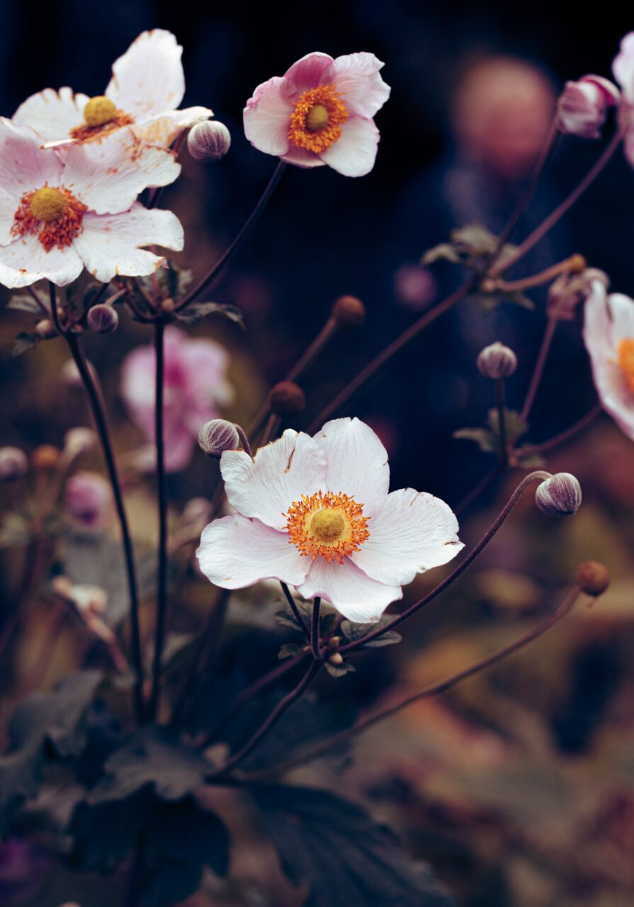 Elegant White Anemone Floral Wallpaper