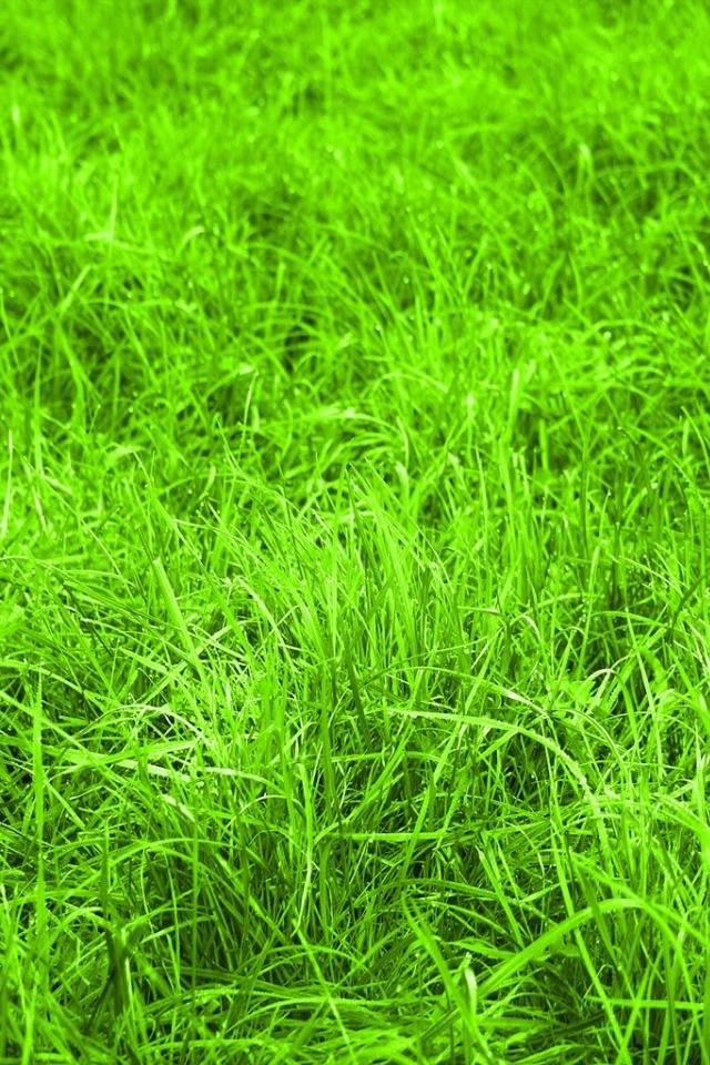 Grass Green iPhone HD Wallpaper iPhone HD Wallpaper download iPhone