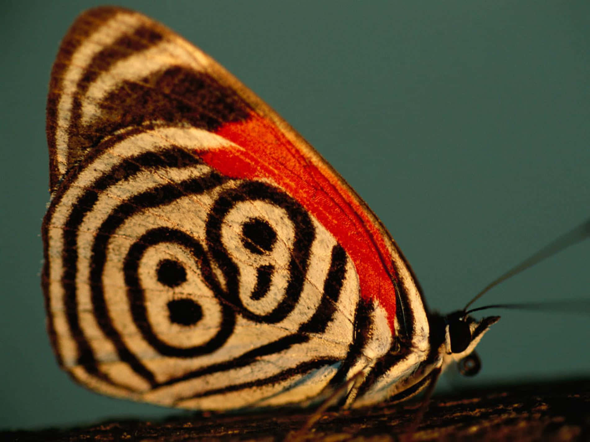 The Joy Of Capturing Butterflies Wallpaper
