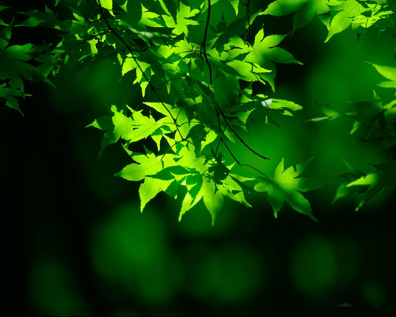Green Nature Wallpaper - WallpaperSafari