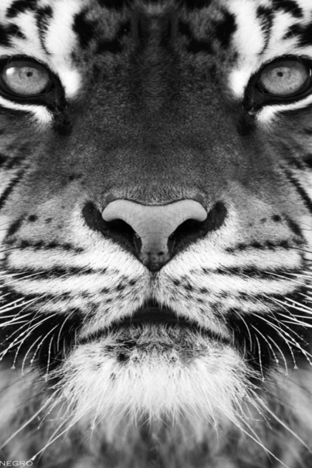 Tiger Zoom In iPhone Wallpaper
