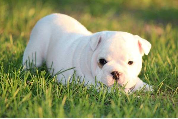 Showing Gallery For Cute English Bulldog Puppy Wallpaper