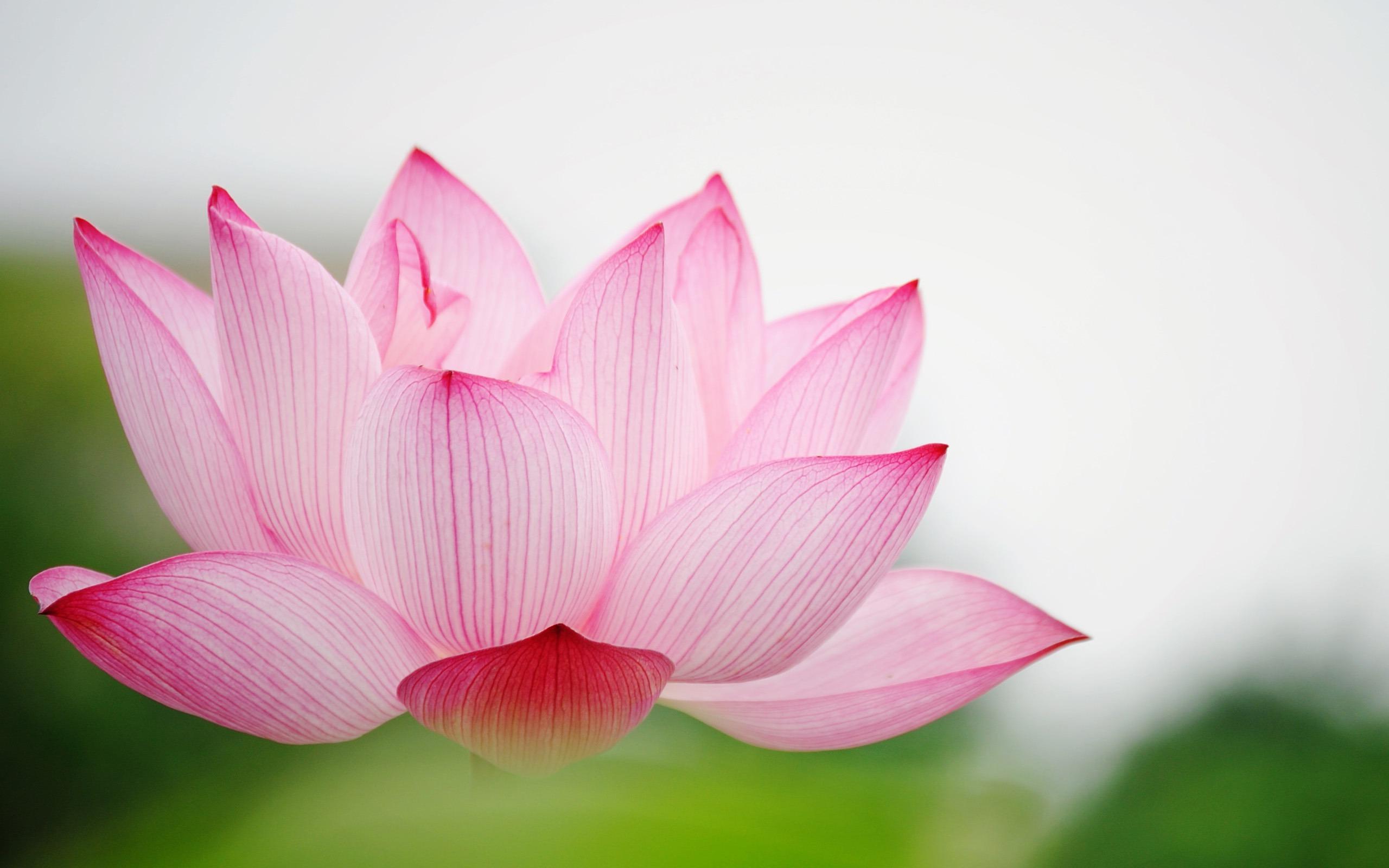 Image Gallery Lotus Flower Desktop Background