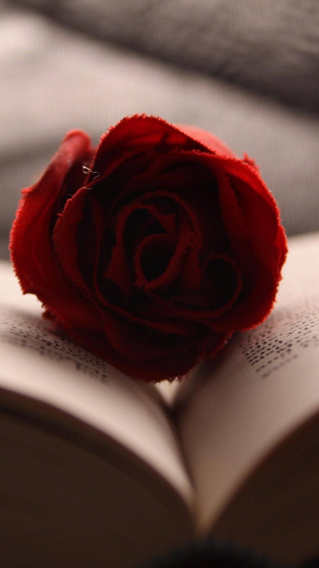 Rose iPhone Wallpaper