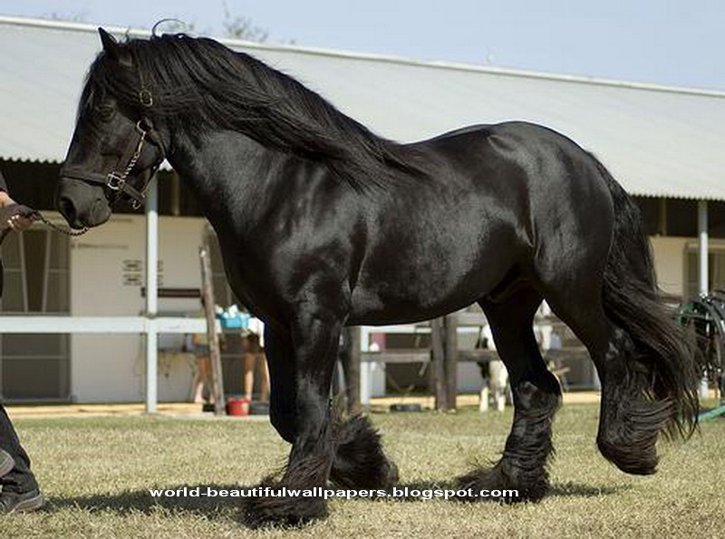 Friesian Horse Pictures Zone Wallpaper Background