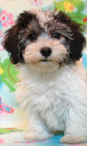 Havanese Wallpaper And Background Application With Beautiful High