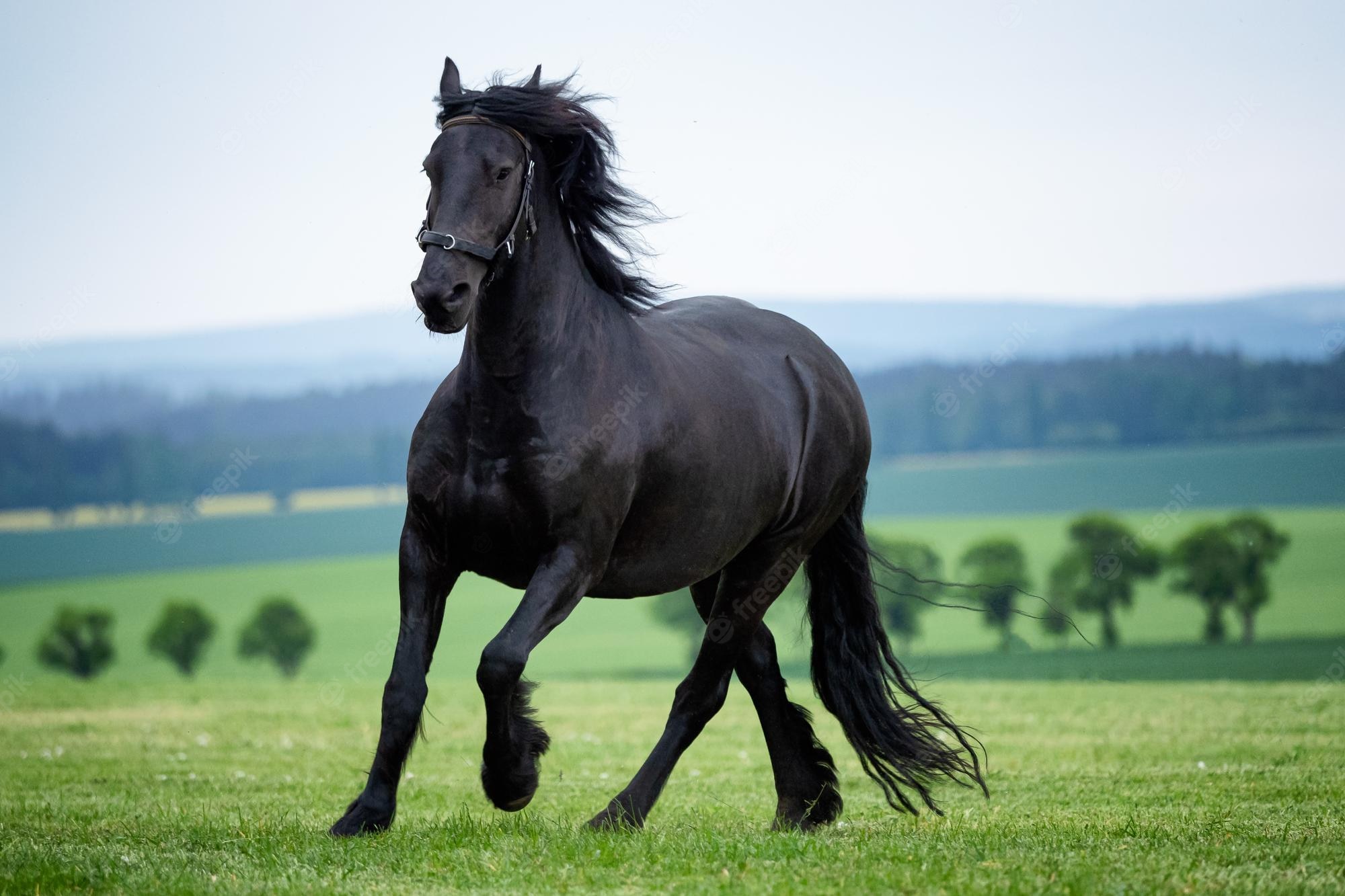 Premium Photo Running Gallop Black Friesian Horse