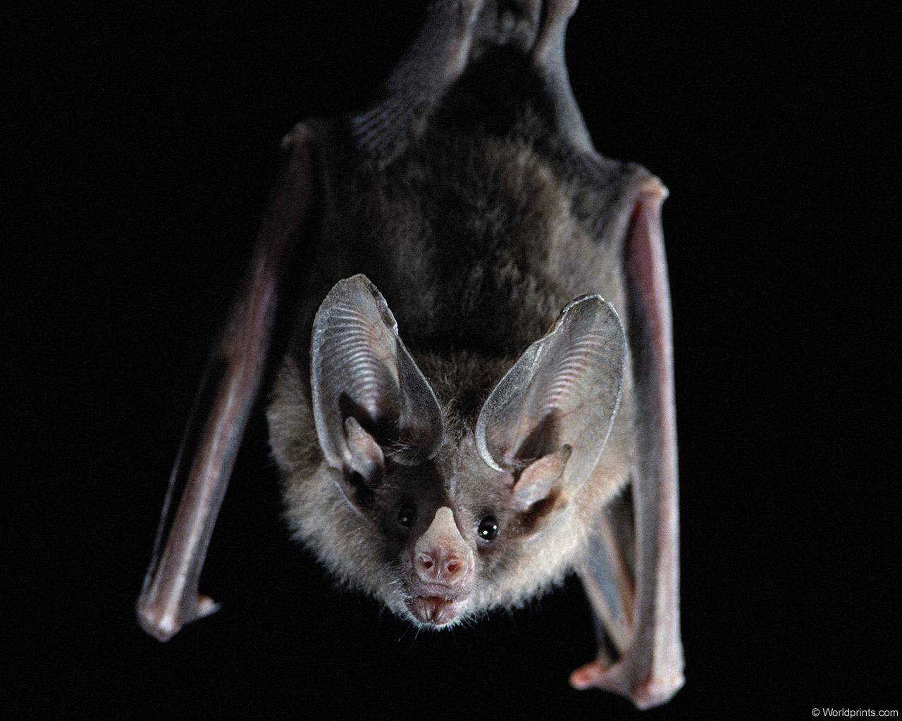 Bat Flying Animal Wallpaper For