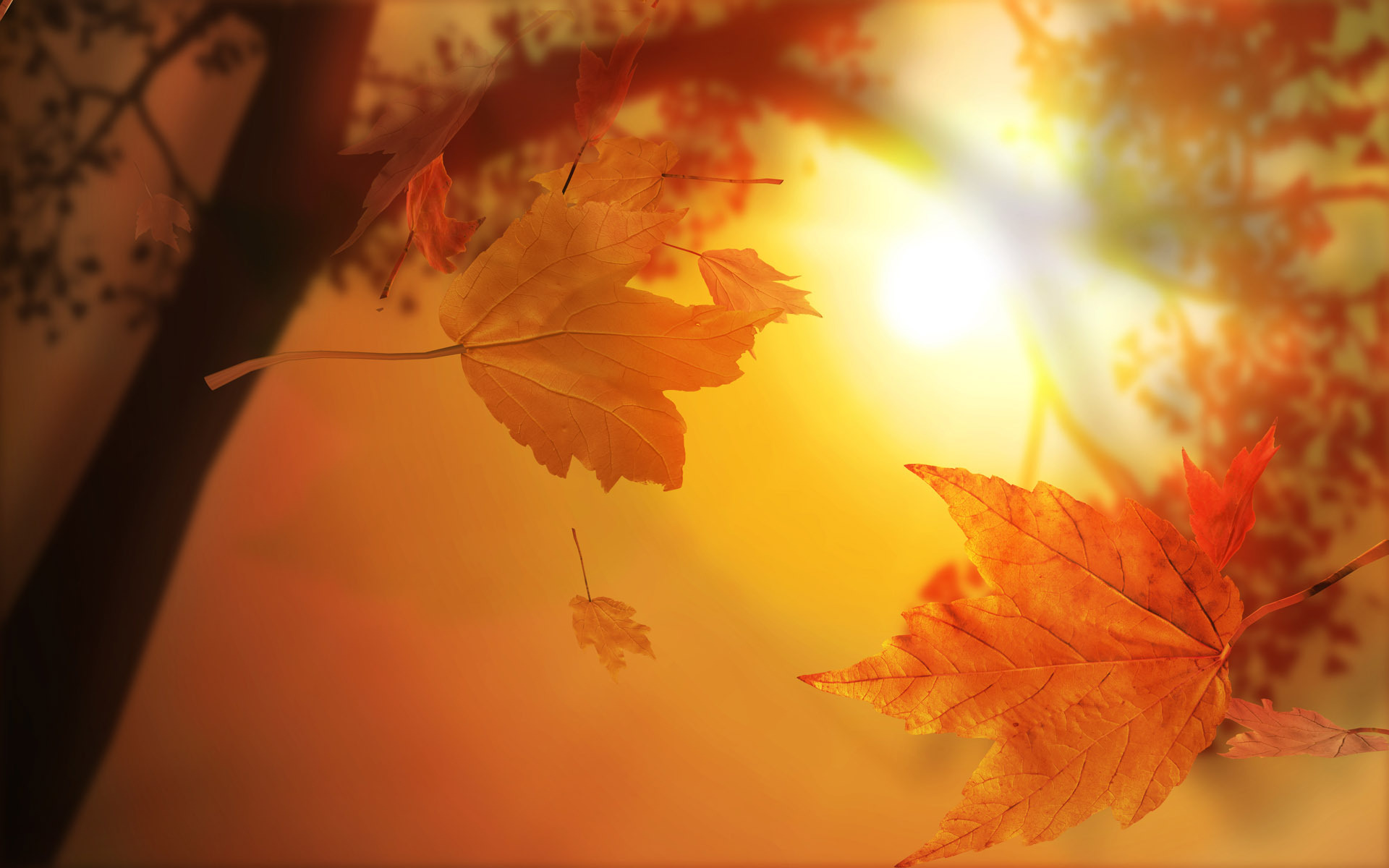 Back Gallery For Autumn Leaves Wallpaper