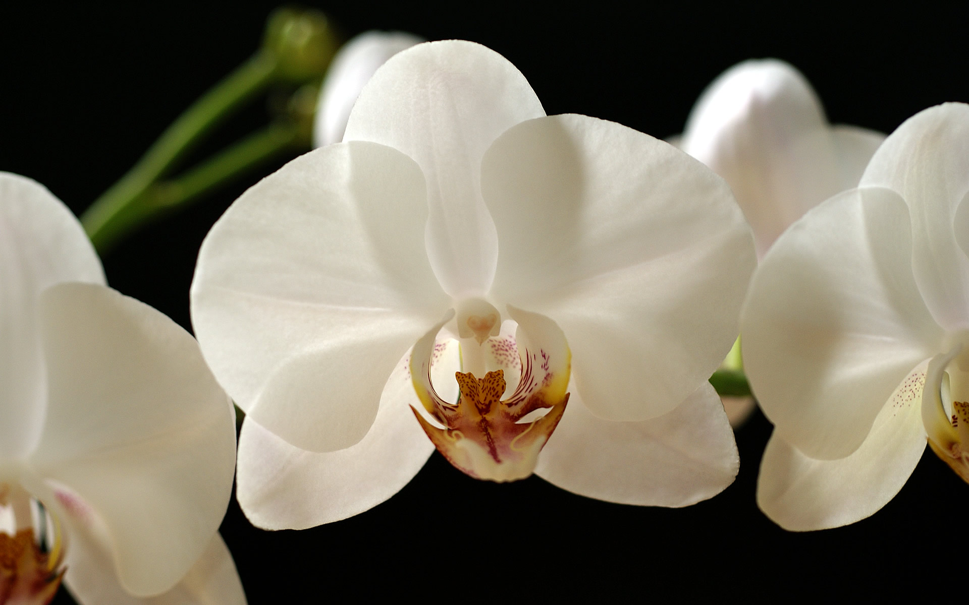 Orchid Photo White World Photos Photography