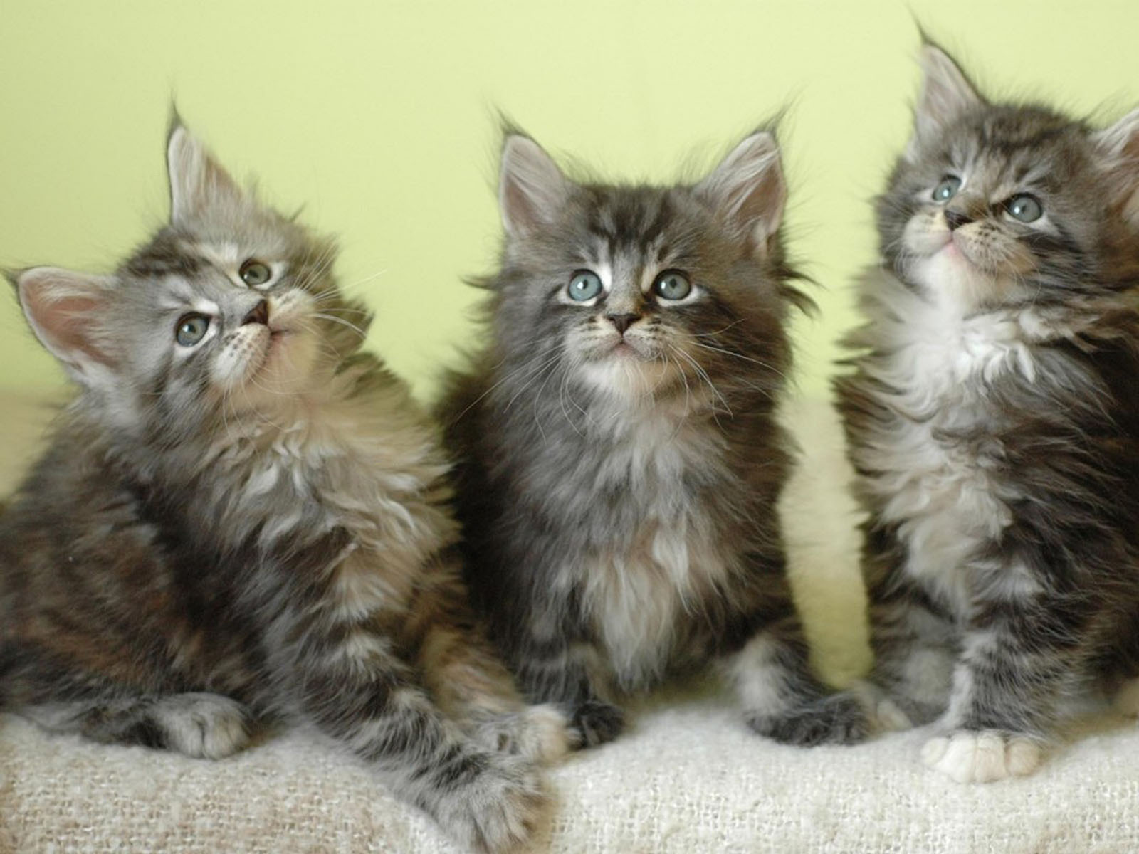 Wallpaper Maine Coon Kittens