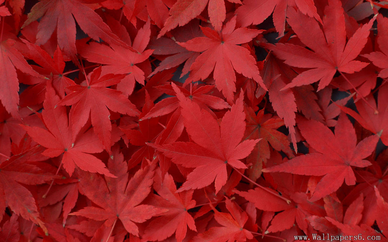 Red Maple Leaf Plant Wallpaper