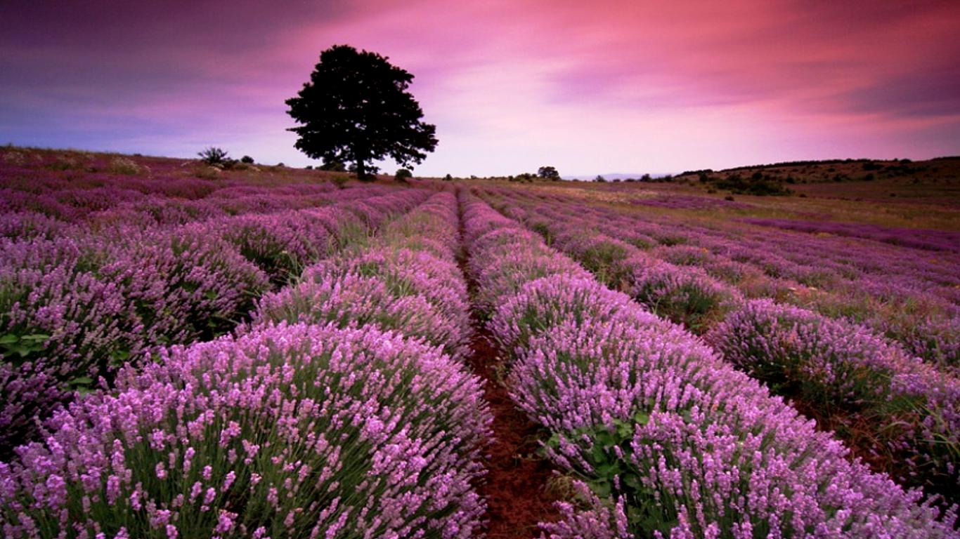 Beautiful Lavender Field Wallpaper HD Wallpaper