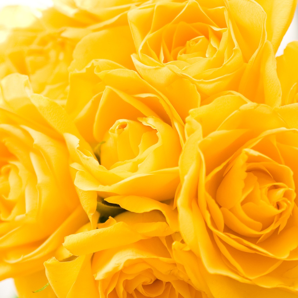 Yellow Roses Wallpaper For Apple iPad