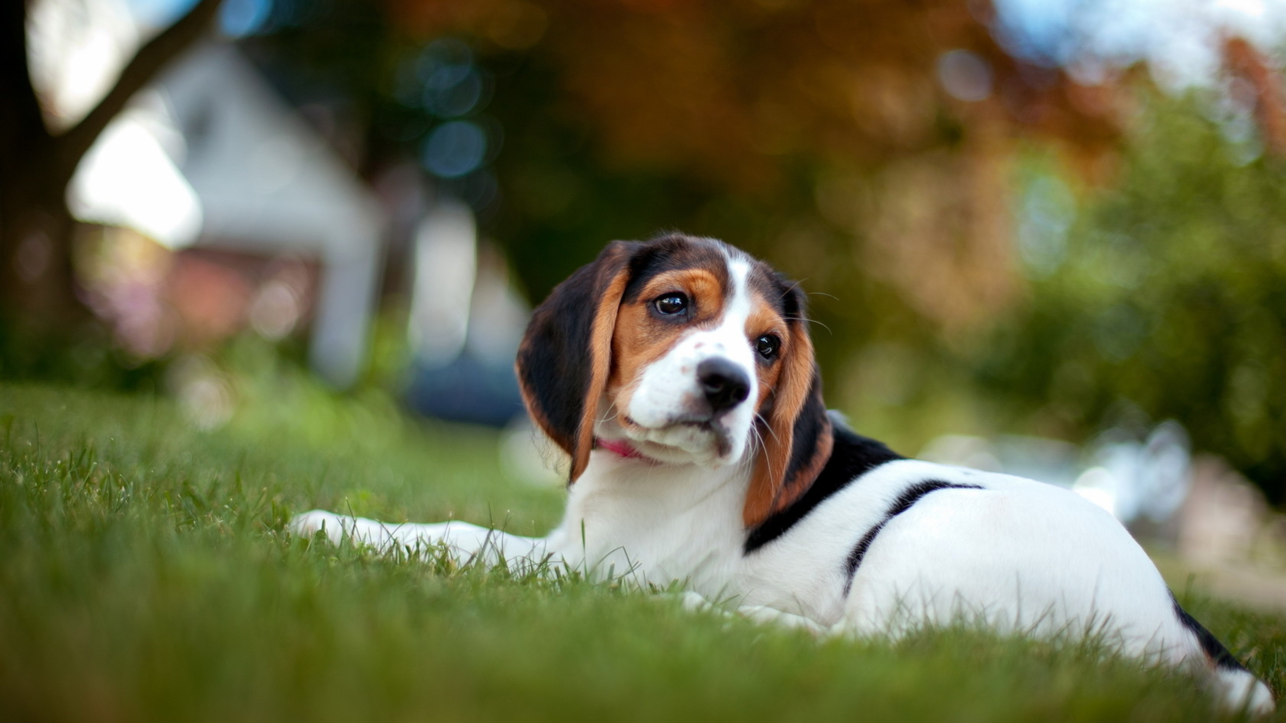 Beagle Dog HD Wallpaper