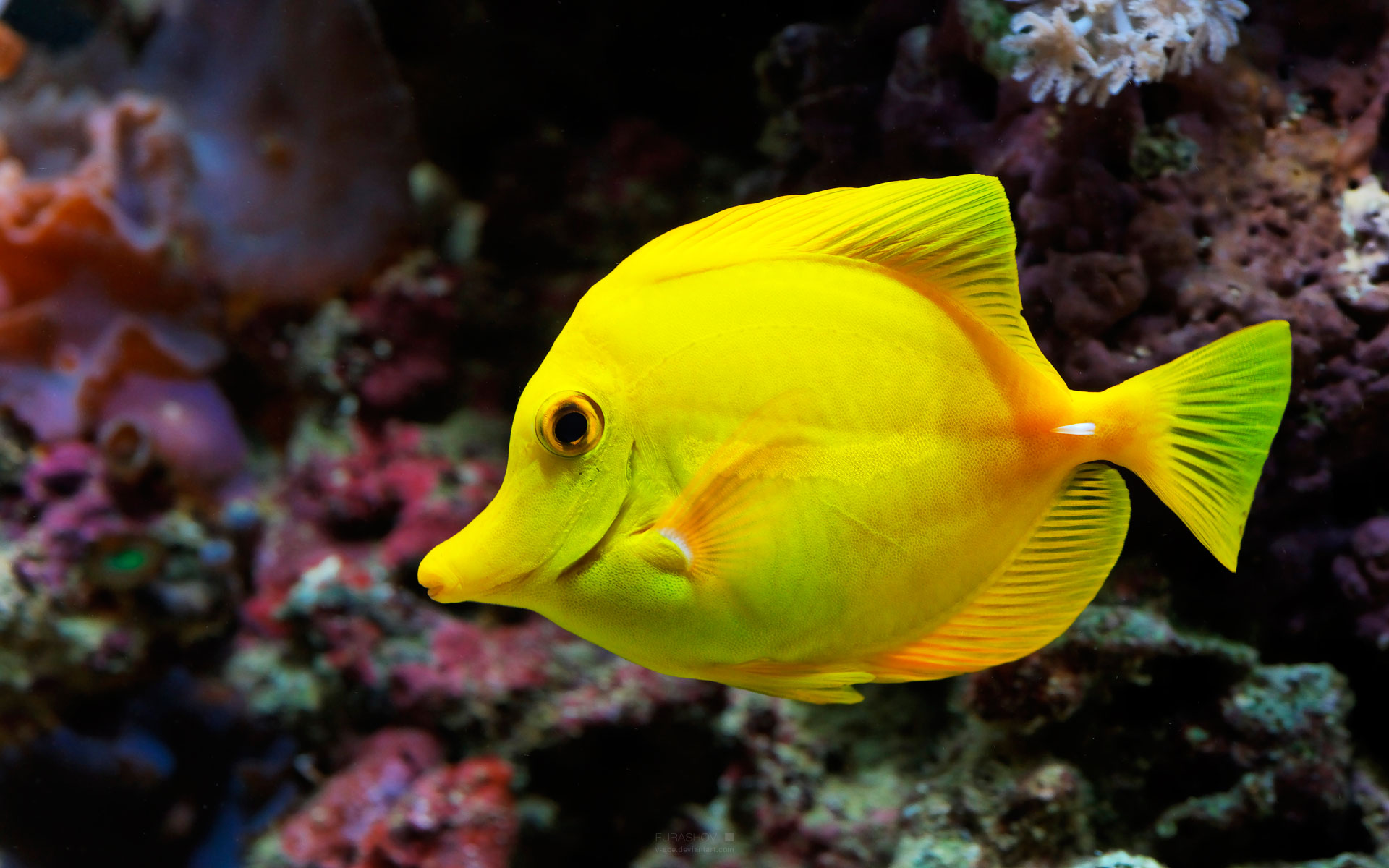 Yellow Fish Desktop Wallpaper HD