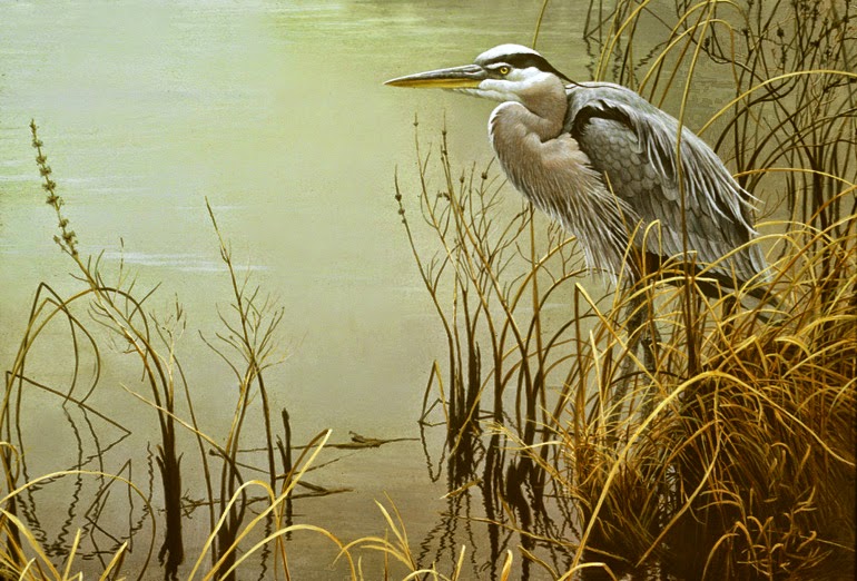 Great Blue Heron Photos Wallpaper The Fun Bank
