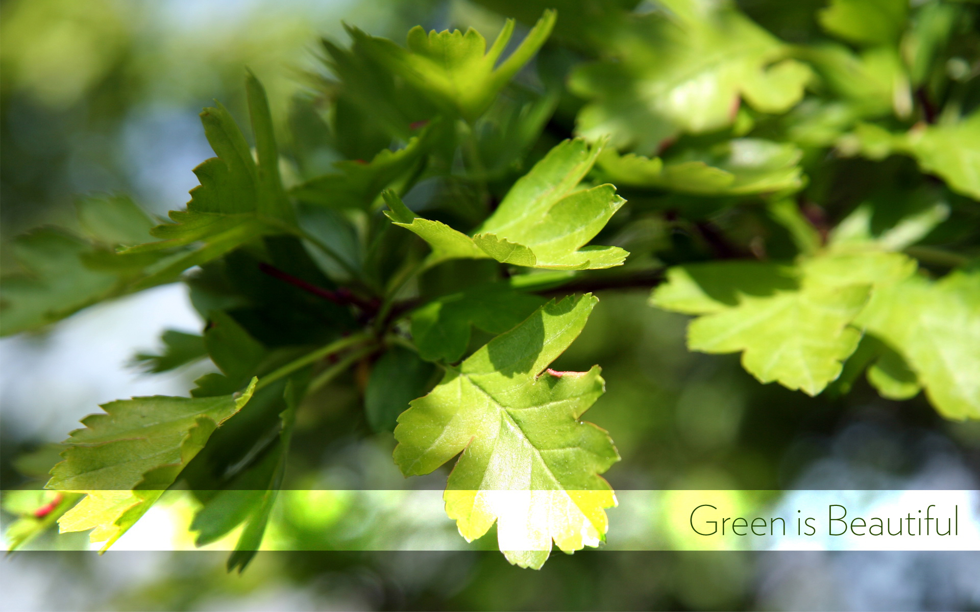 The Pretty Green Leafy Wallpaper Plant Desktop Background