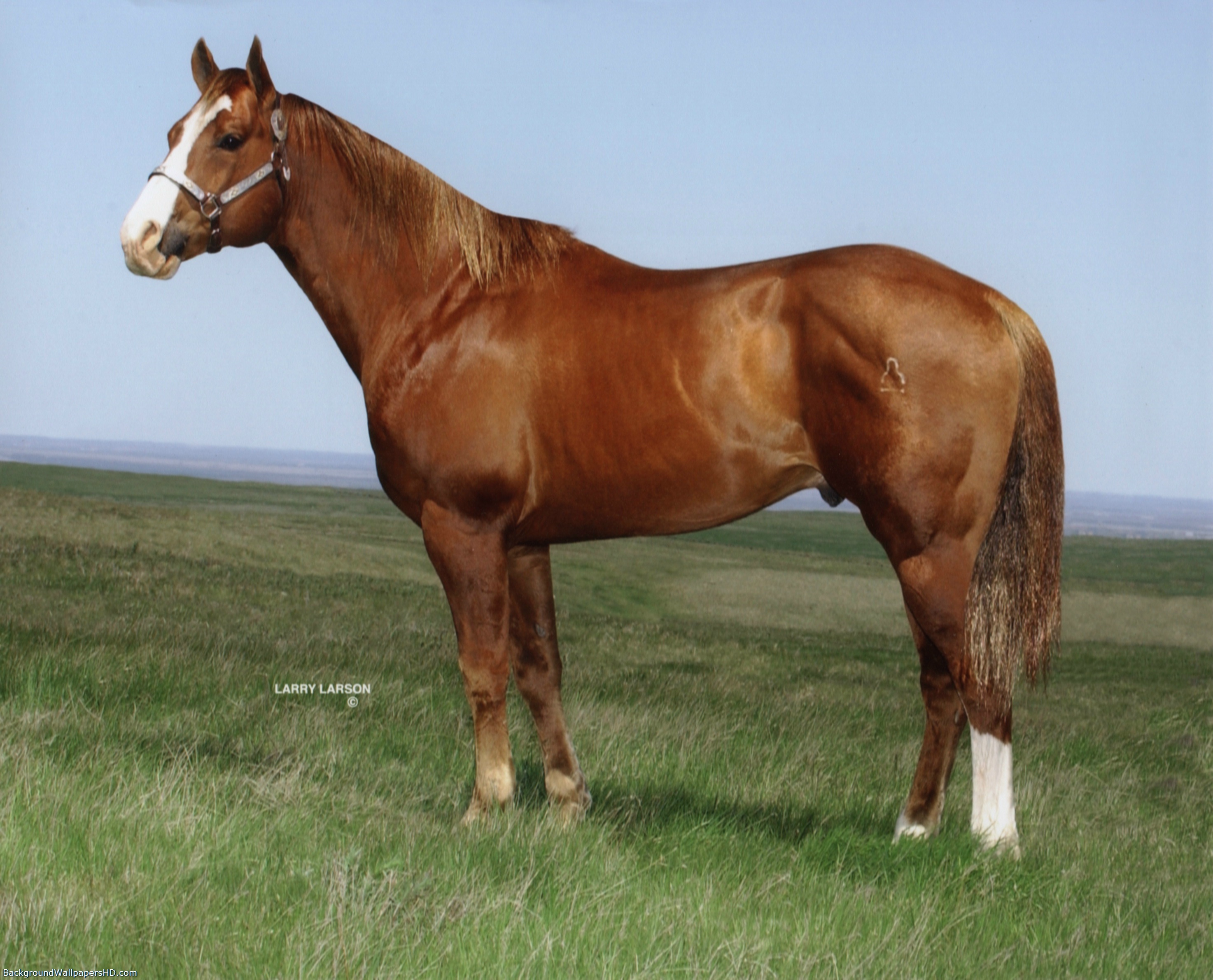 Quarter Horses Stallion Wallpaper HD Background