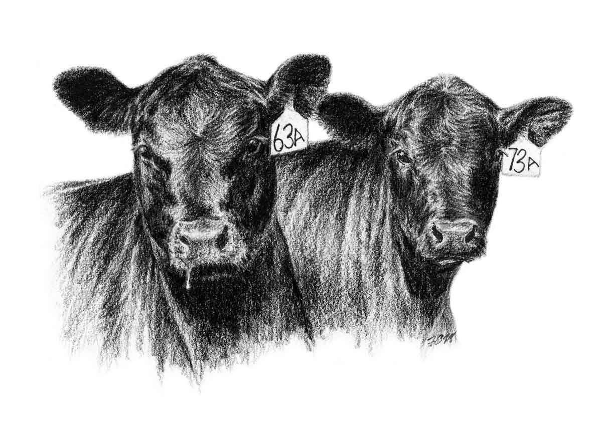 Cow Art Pictures Photos