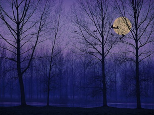 Related Pictures Image Haunted Forest Wallpaper And Stock Photos
