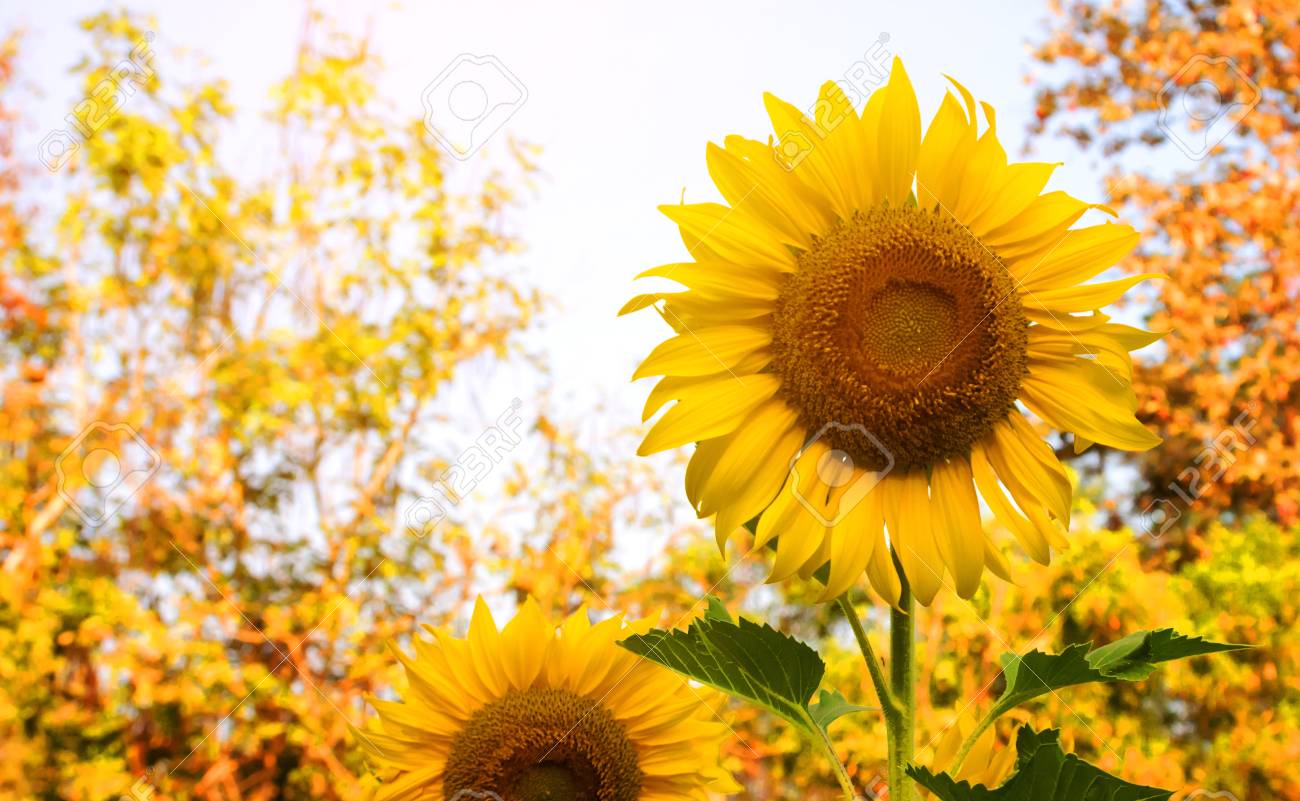 Sunflower Background For Presentation