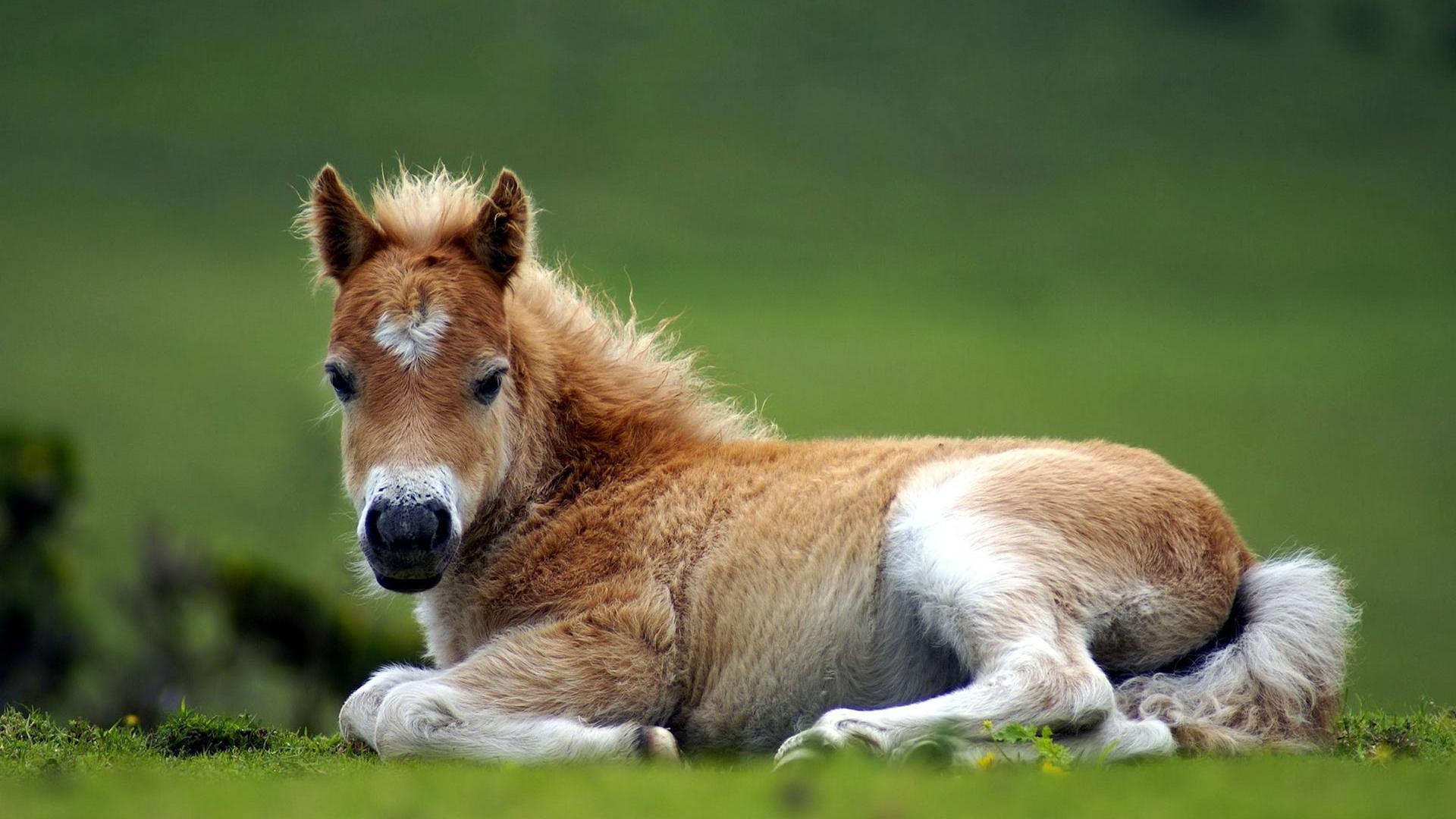 Cute Horse Of HD Wallpaper