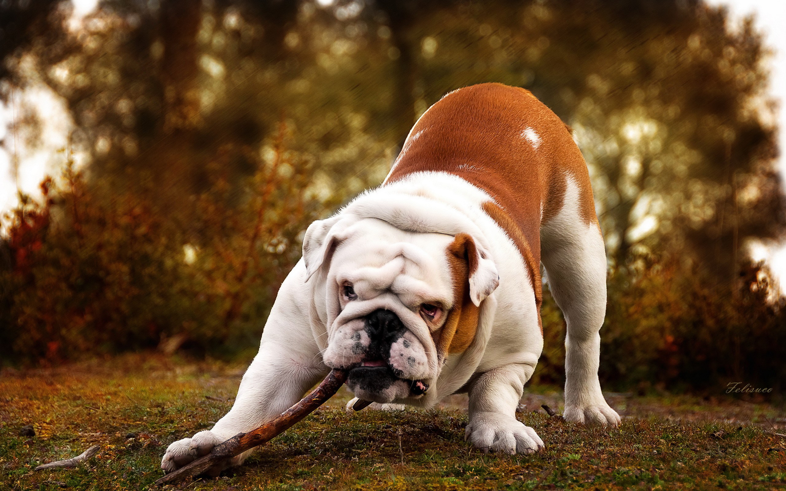 Best Bulldog Animal Wallpaper Full HD With