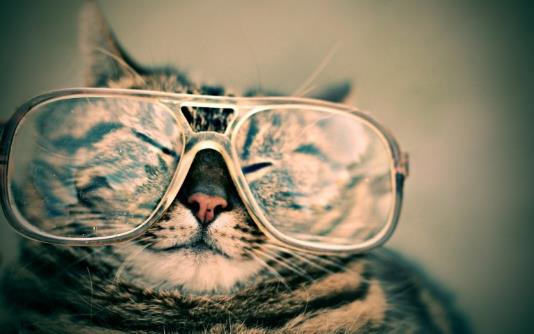 Cat With Glasses Funny Wallpaper