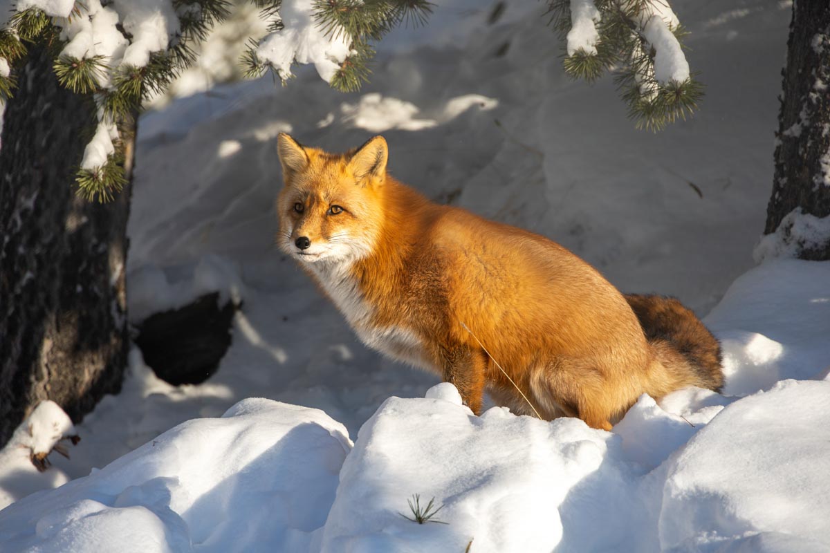 Uneasy Neighbours Red Foxes And Arctic In The North Yukon