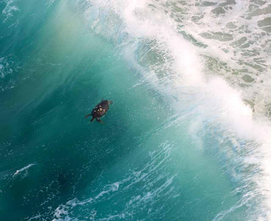 Michoac N S Black Turtle Back From The Brink State Of