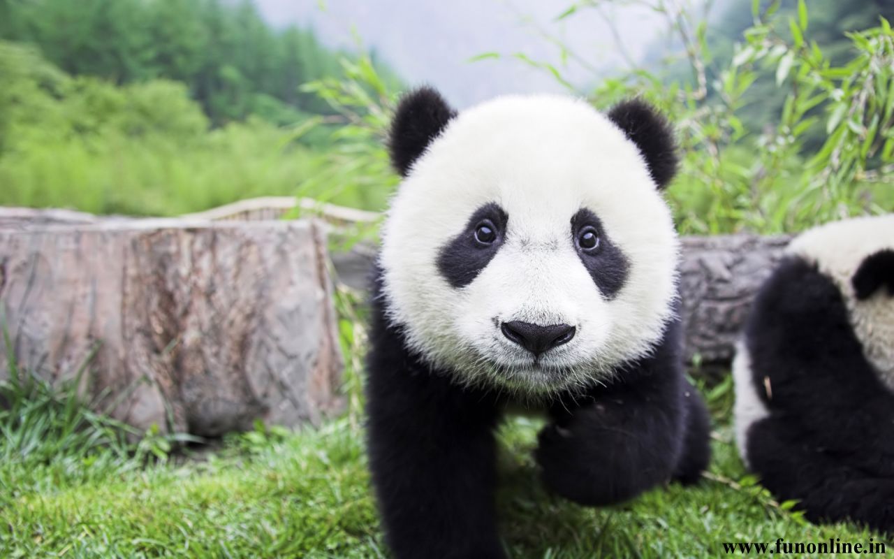 Panda Wallpaper Cute And Funny Pandas HD