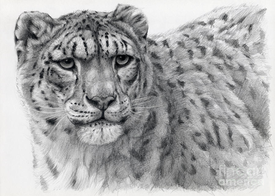 How to Draw a Snow Leopard  Really Easy Drawing Tutorial  Leopard drawing  Snow leopard Drawing tutorial easy