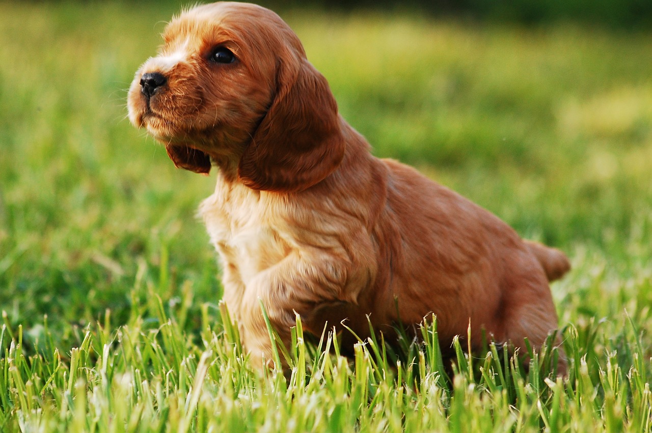 Bringing Your Puppy Home For The First Time Wallpaper