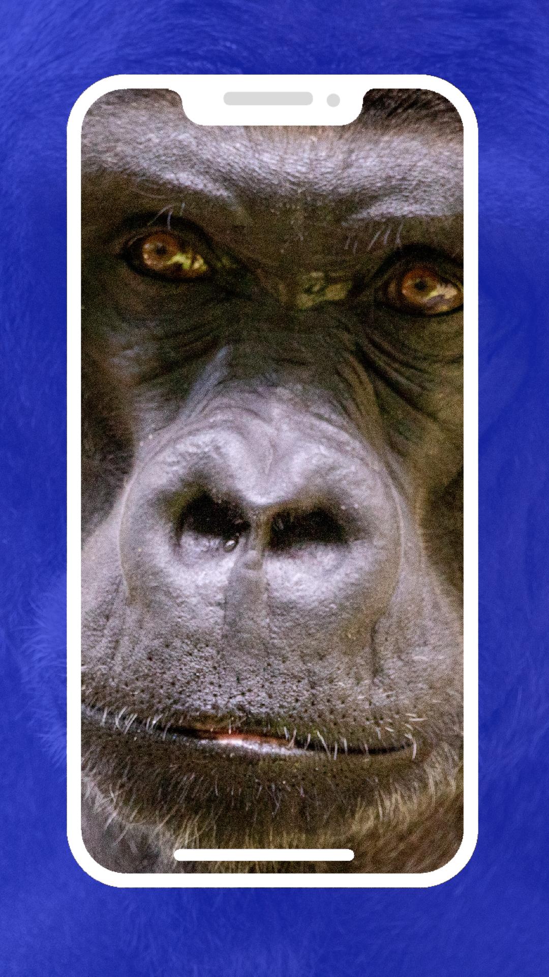 Close-up of a gorilla's face, suitable for a Gorilla Tag 4k wallpaper