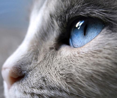 Profile Of A Cat With Blue Eyes Wallpaper For Samsung Epic
