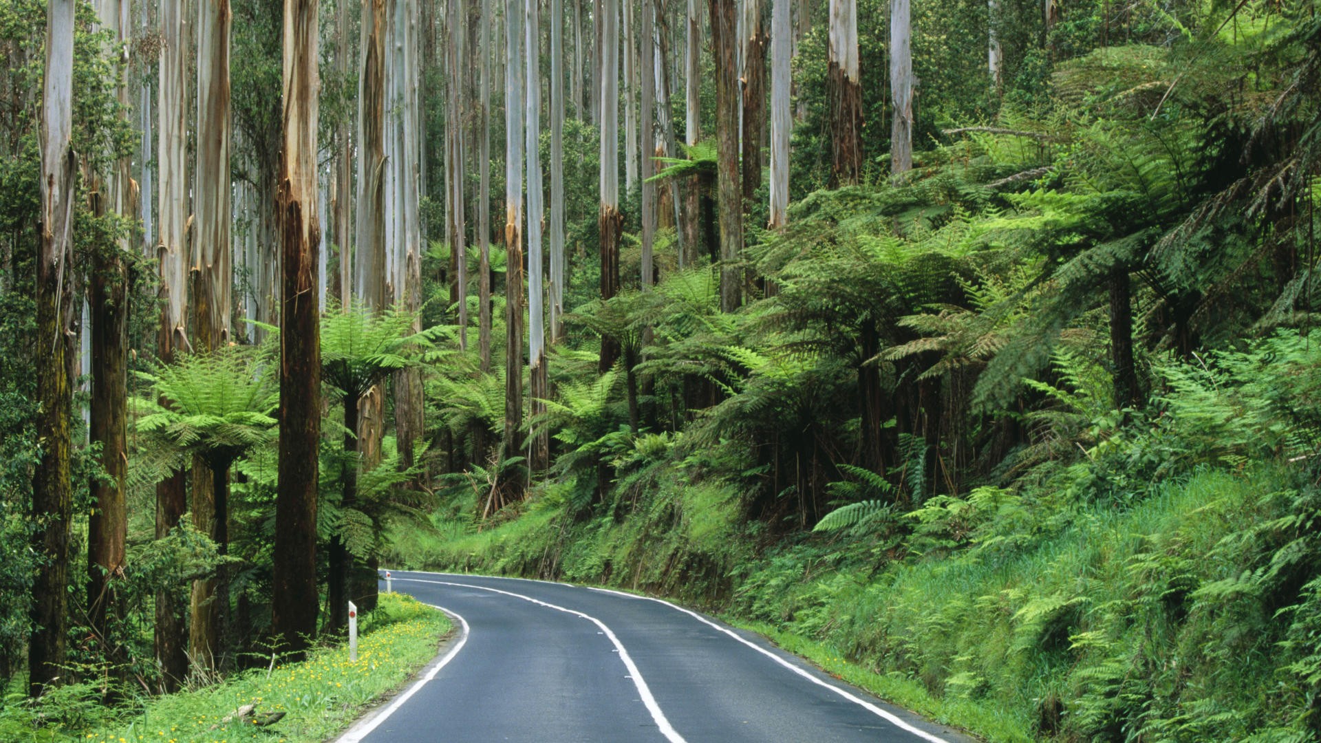 Roads Australia National Park Rainforest Wallpaper
