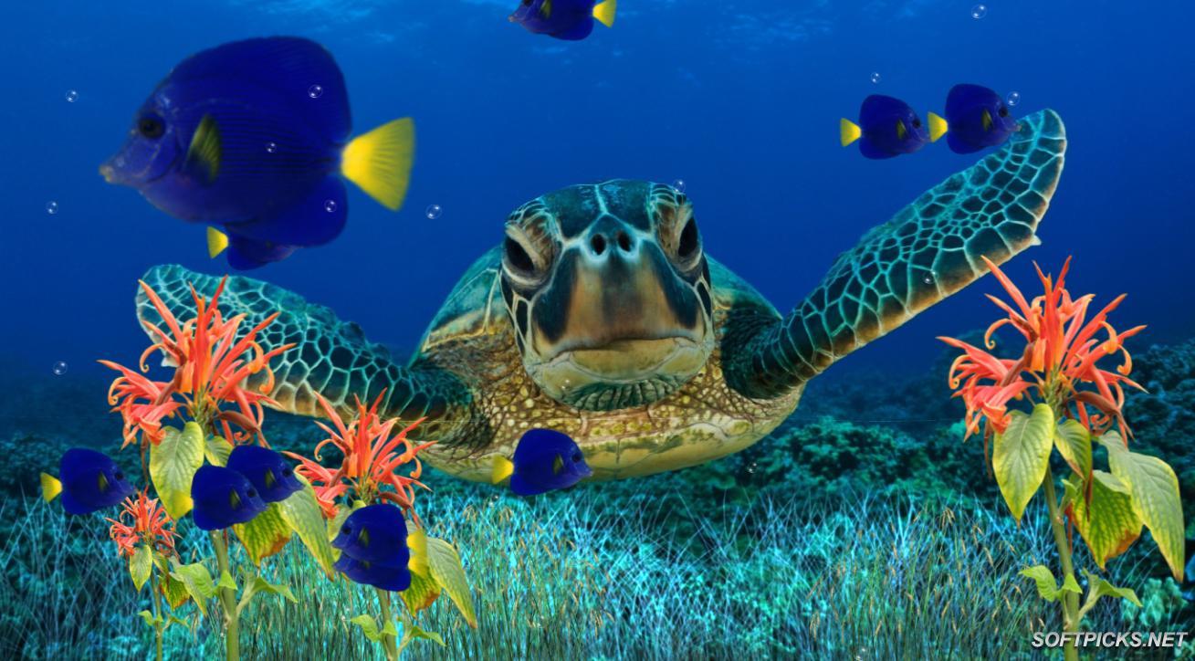 Animated Screensavers The Best Aquarium In 3d For Your Puter
